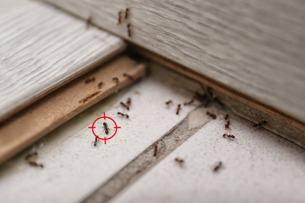 Best Pest Control Near Me  in El Dorado, KS