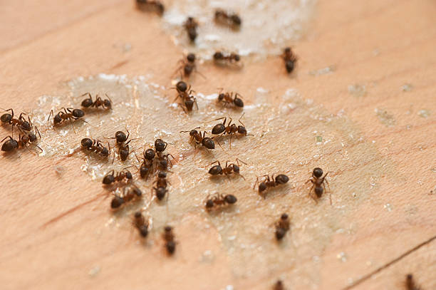 Best Pest Control Near Me  in El Dorado, KS