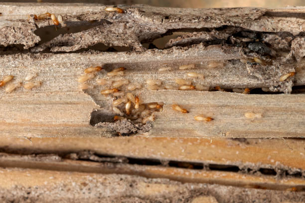Best Local Pest Control Services  in El Dorado, KS